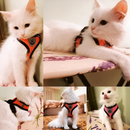 Glow & Go Cat Harness